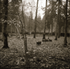 [Mierzenie mieszańc&oacute;w w rezerwacie (4)]