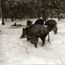 [Mieszańce w zagrodzie (2)]