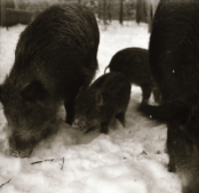 [Mieszańce w zagrodzie]