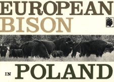 European Bison in Poland