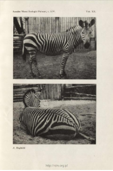 Zebras and quaggas