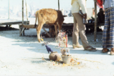 Brahmin (panda) during Kumbha mela (Iconographic document)