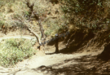 The road for pilgrims in the Himalayas (Iconographic document)