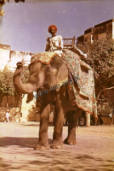 An elephant in the castle Amer in Jaipur (Iconographic document)