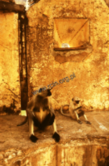 Małpy w Amer (Dokument ikonograficzny)