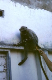 Langur monkeys (Iconographic document)