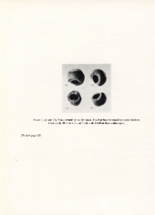 Notes on the opening of hazel nuts (Corylus avellana) by mice and voles