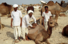 Targ zwierząt w Tilwara, Radżastan (Dokument ikonograficzny)