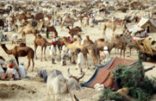 Animal market in Tilwara, Rajasthan (Iconographic document)
