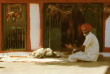 Altar for Vachchada dada, kachchi rabari (Iconographic document)
