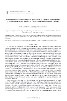 Pontogammarus robustoides (G.O. Sars, 1894) (Crustacea, Amphiopoda), a new Ponto-Caspian invader in Great Masurian Lakes (NE Poland)