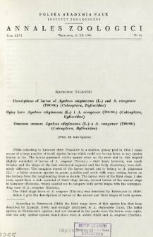 Descriptions of larvae of Agabus uliginosus (L.) and A. congener (THUNB.) (Coleoptera, Dytiscidae) = Opisy larw Agabus uliginosus (L.) i A. congener (THUNB.) (Coleoptera, Dytiscidae)