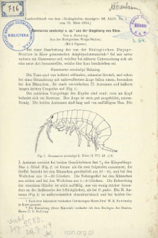 Gammarus sowinskyi n. sp. aus der Umgebung von Kiew
