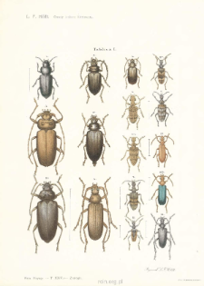 Owady krajowe kózkowate: Cerambycidae