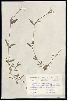 Cerastium macrocarpum Schur em. Gartner