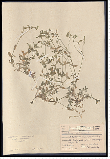 Cerastium holosteoides Fr. em. Hyl.