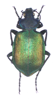 Calosoma sycophanta (Linnaeus, 1758)