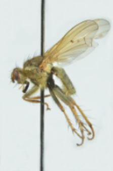 Scathophaga stercoraria (Linnaeus, 1758)