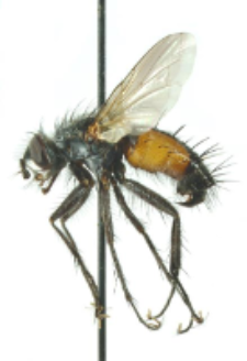 Eriothrix argyreatus (Meigen, 1824)