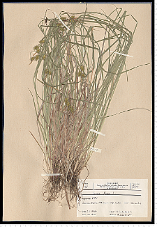 Carex flava L.