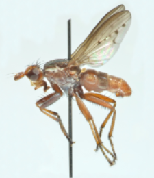 Hydromya dorsalis (Fabricius, 1775)
