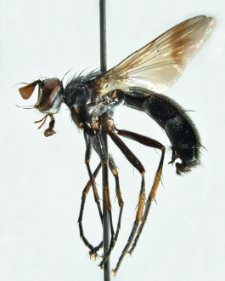 Lophosia fasciata Meigen, 1824