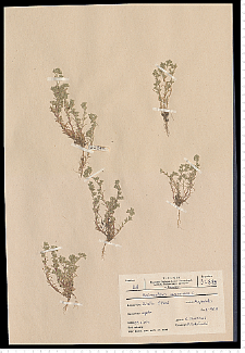 Scleranthus annuus L.