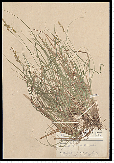 Carex elongata L.