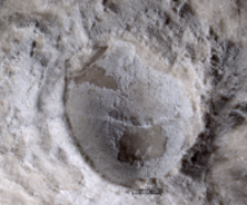Eodromites bernchrisdomiorum