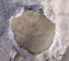 Eodromites bernchrisdomiorum