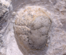 Goniodromites serratus