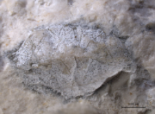 Goniodromites species