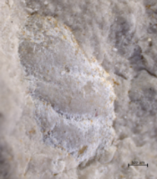 Goniodromites species