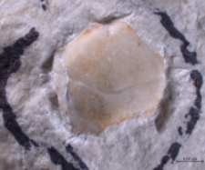 Eodromites bernchrisdomiorum