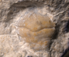 Goniodromites serratus
