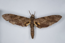 Xanthophan morgani