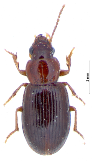 Bradycellus caucasicus (Chaudoir, 1846a)