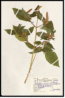Elsholtzia ciliata (Thunb.) Hyl.