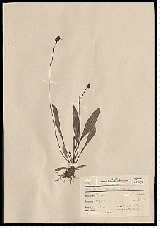Plantago lanceolata L.