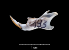 Apodemus sylvaticus