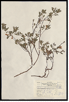Cytisus ratisbonensis Schaeff.