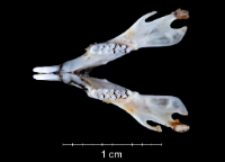 Apodemus sylvaticus