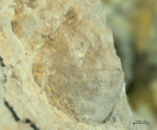 Eodromites bernchrisdomiorum