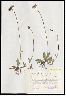 Hieracium piloselloides Vill.