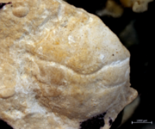 Goniodromites serratus