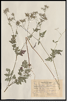 Chaerophyllum temulum L.