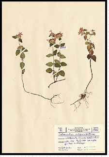 Clinopodium vulgare L.