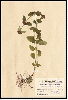 Clinopodium vulgare L.