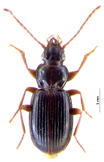 Trechus amplicollis (Fairmaire, 1859h)