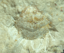 Goniodromites kubai
